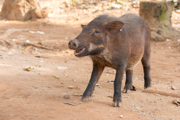 happy a boar