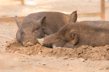 two happy boar