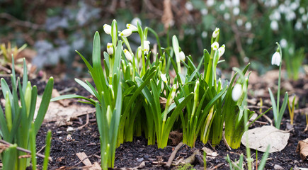 Obraz premium Schneeglöckchen