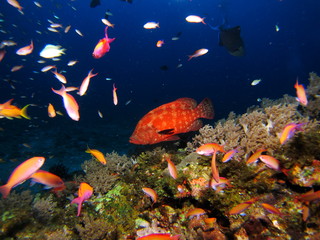 珊瑚礁と熱帯魚 © masahirosuzuki
