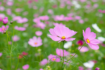 Fototapeta premium 満開の秋桜