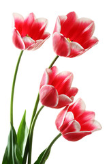 Beautiful tulips