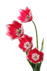 Obraz premium Spring bouquet