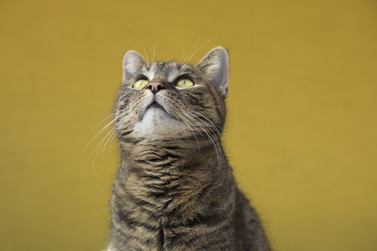 housecat looking up, portrait in front of a yellow blurred background