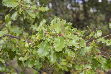 Foliage of Gall Oak, Quercus faginea. Photo taken in Guadalajara Province, Spain.