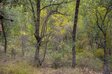 Gall Oak forest, Quercus faginea, in Tamajon Mountains, Guadalajara Province, Spain.