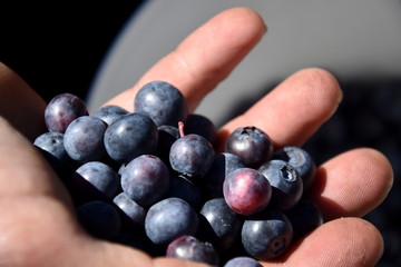 Hand holding bunch of blueberries. Freshly picked wild blueberries. Fresh Blueberries or Bilberries. Group of blueberry or stack of blueberries concept.