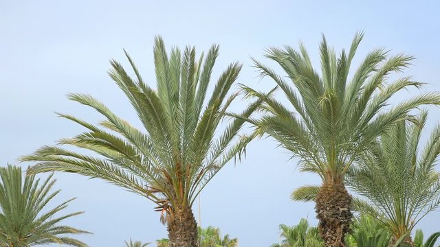 High quality video of palm tree on the blue sky in 4K