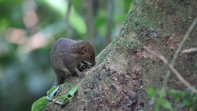 Northern Slender-tailed Treeshrew (Dendrogale murina) in Tam Dao, North Vietnam 