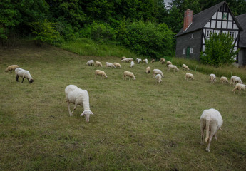 Fototapeta na wymiar Grazing sheeps in a pasture near the farmhouse