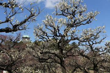 Fototapeta premium 大阪城梅林