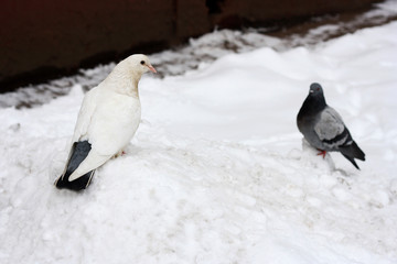 Two doves in the snow.