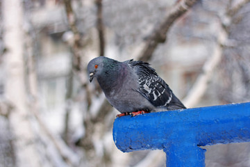 The pigeon on the tube.