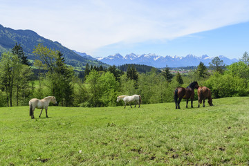 Fototapeta na wymiar grasende Pferde auf einer Wiese