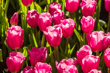 all tulips in the garden.