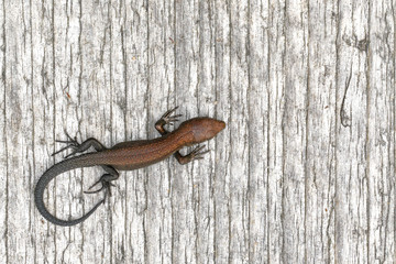 Juvenile viviparous lizard basking on duckboard in Pomponrahka nature reserve in Turku, Finland.