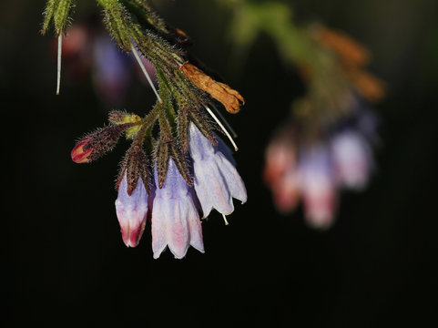Flowers of the prickly comfrey.