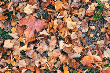 Dry fallen leaves in autumn. Back to school.