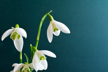 Fototapeta premium snowdrop flowers on turquoise background