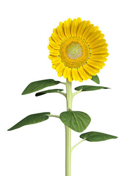 3D Rendering Sunflower on White