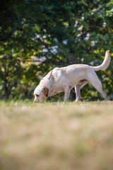 Obraz na płótnie Canvas The Labrador retriever playing on the grass