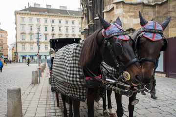 Fototapeta na wymiar Traditional travel on a trip with horse carriage ride in the center of Vienna