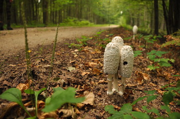 Fruiting bodies of the fungus, aspergillus. Bialowieza Forest, primary forest.