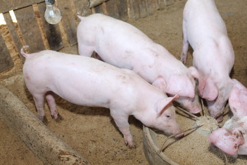 Many white pig fed on the farm.