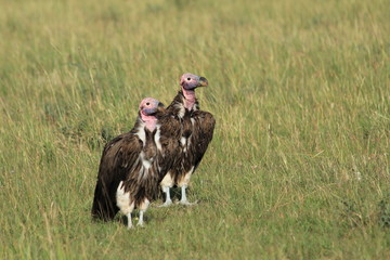 Two lappet-faced vultures  in Kenya