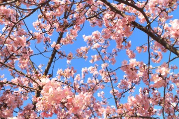 満開の河津桜を見上げて