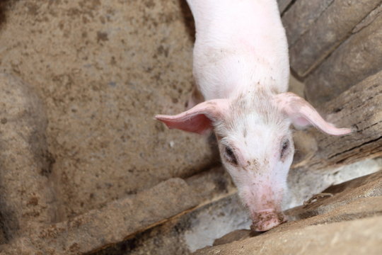 White pig farm in Thailand.