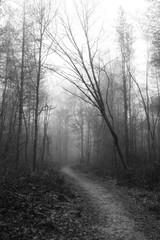 English woodland on a foggy misty morning