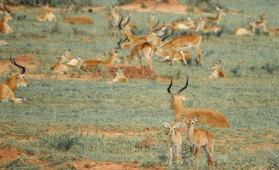 Fototapeta premium Young impala antelopes in the ground