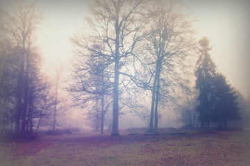 English woodland on a foggy misty morning