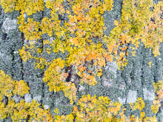 Lichens. Yellow, green, orange and grey lichens (Xanthoria parietina) on a tree stem closeup.  Tree Moss