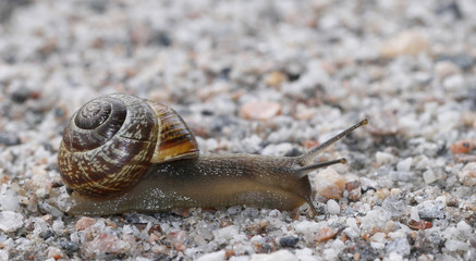 Arianta arbustorum land snail crossing gravel road in Finland.