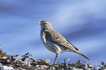 Water pipit (Anthus spinoletta)