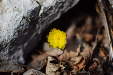 yellow spring snowdrops