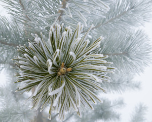Branch of pine tree covered with hoarfrost.
