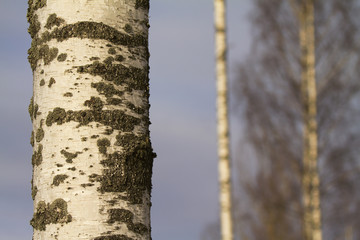 Lichen covered birch trunk in Finland.