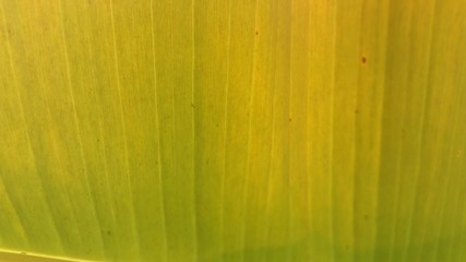 banana leaf