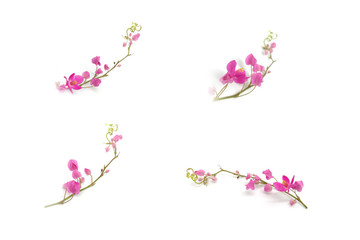 isolated pink small flowers 