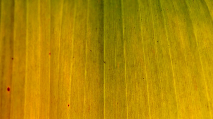 banana leaf