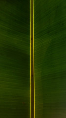 banana leaf