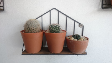 cactus on the wall