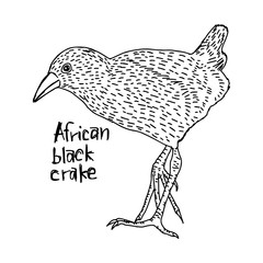 Fototapeta na wymiar African black crake - vector illustration sketch hand drawn with black lines, isolated on white background