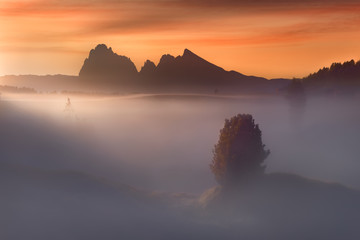 Lone tree at foggy sunset in South Tyrol Alps