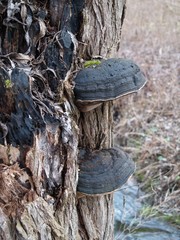 blue Tree Fungus