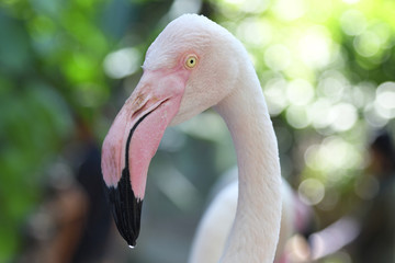 Obraz premium Flamingo birds in the world.