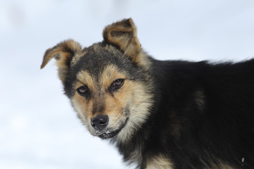 Portrait of mongrel on a background of snow